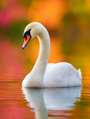 Fototapeta premium Graceful white swan gliding on calm reflective water with vibrant orange and pink blurred autumn foliage in the background creating a serene peaceful atmosphere