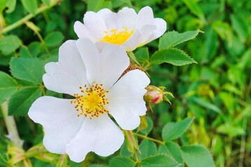 Bauernrosen Blüte