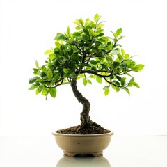 
Green Leafy Bonsai Tree
This is a clean, professional studio shot of a beautiful bonsai tree. The tree has a classic, curving trunk and a dense, lush canopy of small green leaves with some new, light