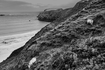 Two sheep are grazing on a hillside overlooking the ocean
