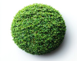 Green sphere of foliage against white background