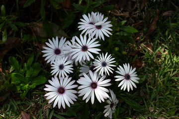 A cluster of elegant African Daisies Osteospermum ecklonis) flowers