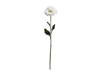 PNG Of A delicate white flower stands gracefully against a simple backdrop, showcasing its pristine petals and slender green stem.