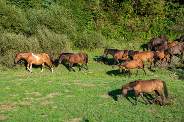 Hucuły © piotrwolak
