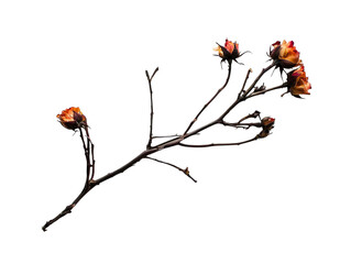 PNG Of A delicate branch of wilted roses in hues of orange and red against a dark background.