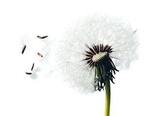 PNG Of A close-up of a dandelion in full seed dispersal, capturing the delicate beauty of nature's cycle in white and brown hues.