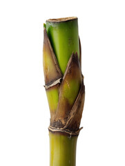 PNG Of Close-up of a vibrant green sugarcane stalk, showcasing its natural textures and earthy tones.