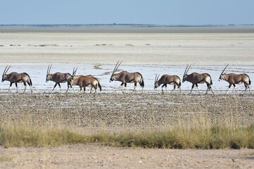 Oryxantilopen (Oryx) ziehen entlang der Salzpfanne im Etoscha Nationalpark