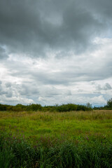 Obraz premium A field of tall, wild grass and bushes stretching to the horizon. Gloomy clouds foretell rain, creating an atmosphere of anticipation of a thunderstorm
