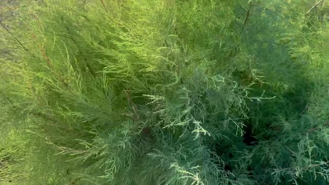 A tamarisk bends in the wind, swaying on the shore of the Mediterranean Sea.