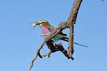 Gabelracke (Coracias caudatus) mit Insekt im Schnabel im Etoscha Nationalpark