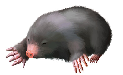 Close up of a european mole with pink nose and large paws on black background