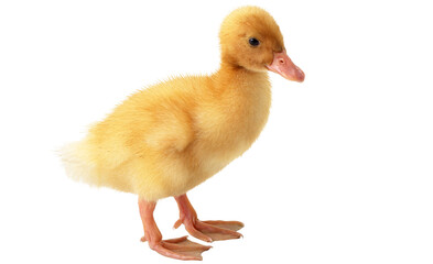 Adorable fluffy yellow duckling standing against a black background