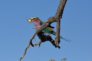 Gabelracke (Coracias caudatus) mit Insekt im Schnabel im Etoscha Nationalpark