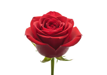 Obraz premium A single vibrant red rose with delicate petals and a green stem isolated on transparent background