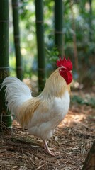 Fototapeta premium A rooster with a striking red comb stands amidst a bamboo grove, its plumage a beautiful blend of white and pale yellow.