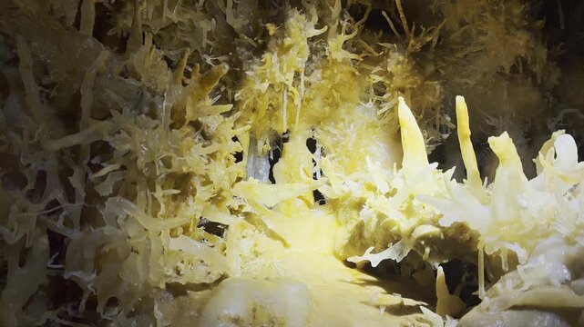 Close-up on helictites and eccentric mineral formations in the Grand Roc cave near Les Eyzies, Dordogne, France. Check my portfolio for more cave formation footage.