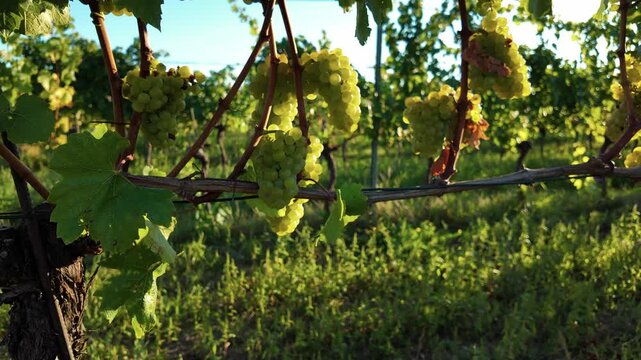White grape clusters sway gently on the vine as the camera pulls away, revealing the vineyard rows. Sunlight highlights the grapes and leaves, creating a cozy and scenic harvest atmosphere.