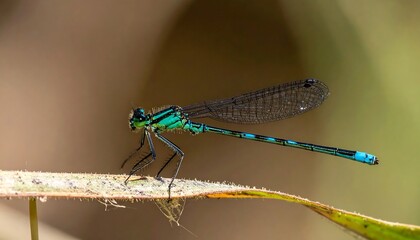 Close-up of a vibrant dragonfly