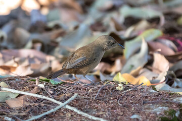 Corruíra bird, Wren, Troglodytes musculus, Troglodytes aedon