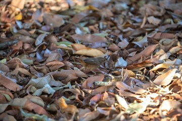 Corruíra bird, Wren, Troglodytes musculus, Troglodytes aedon