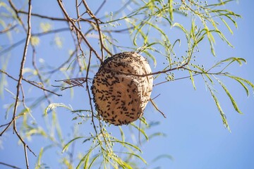 Fototapeta premium Wild wasp nest in the Brazilian rainforest