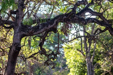 Idyllic background scenery with idyllic tropical forest landscape and dry branches of old trees