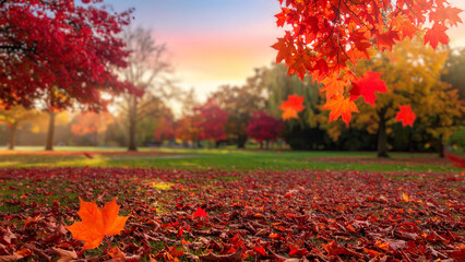 Colorful autumn leaves in the park at sunset