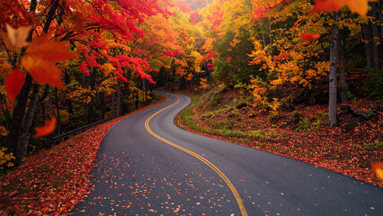Autumn landscape with road and colorful trees. Fall season background.