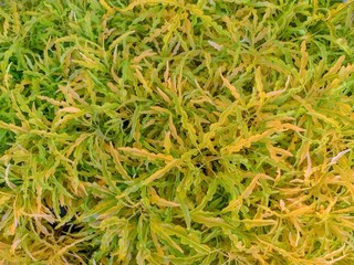 A bush with dense yellow and green leaves.