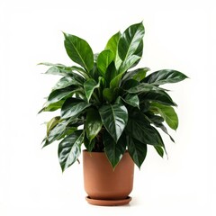 Dark Green Houseplant in a Terracotta Pot
This is a beautiful, striking image of a lush Philodendron or similar leafy houseplant. The plant has a dense, full form with large, glossy, deep green leaves