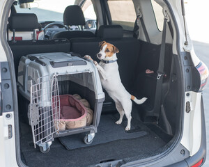 Jack Russell Terrier Dog in Travel Carrier in Car Trunk. 