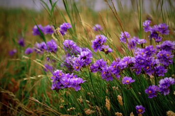 Obraz premium Minnesota Flowers. Purple Wildflowers Blossoming in a Summer Meadow