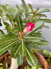 Adenium obesum plant showing a fresh bud and healthy foliage, often grown as an ornamental houseplant.