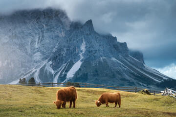 Two Scottish Highland cows grazing on alpine meadow with dramatic Dolomites mountains in background, Italy. Traditional cattle breed in rural farmland of the European Alps. Scenic landscape with cows
