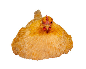 Yellow hen lying down. Front view. The isolation is on a transparent background in the PNG format.