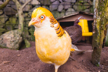 Close-up of a Golden Pheasant with vibrant golden and red feathers in a zoo enclosure.