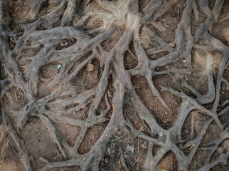 A network of gnarled tree roots.