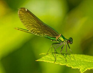 Vibrant green dragonfly resting on a leaf
