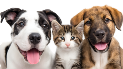 Three adorable pets a dog a cat and another dog posing together isolated on transparent background