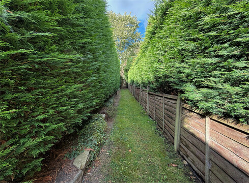 A grassy pathway is bordered by tall, dense hedges on one side and a wooden fence on the other. Sunlight filters through leaves, highlighting the vibrant green foliage in Norwood Green, Halifax, UK