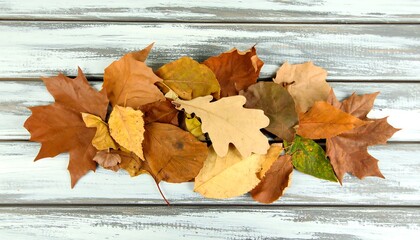 Colorful autumn leaves arranged on weathered wood