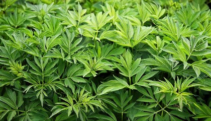 Green Kenikir Leaf Cosmos Plant In Outdoor Environment Used As Traditional Vegetable And Medicinal Herb In Indonesia
