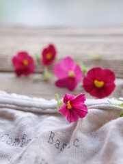 pink flowers on wooden background