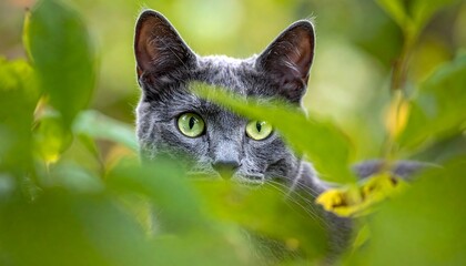 Gray cat peering through leaves