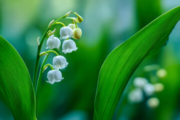Delicate white bell-shaped flowers hanging gracefully between vibrant green leaves in a serene natural environment with soft background blur