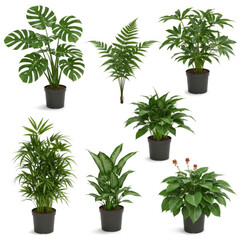 Fototapeta premium indoor plants isolated on white background