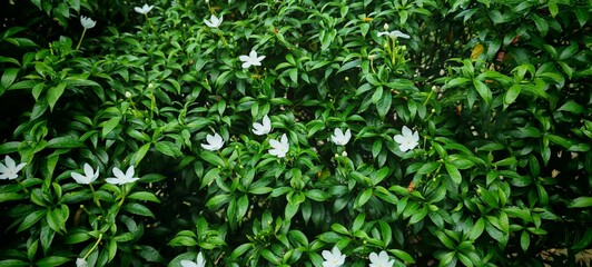 Nouon Tara White Flower with Green Leaves
