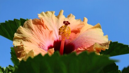 Peach hibiscus blossom against a vibrant blue sky
