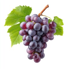 Fototapeta premium Rich purple malbec grapes from argentina isolated on white background for wine and culinary design